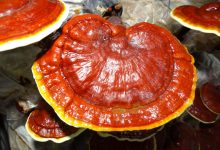 Reishi